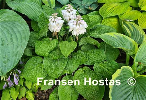 Hosta Crumples 